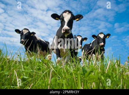 Bovins domestiques, vaches laitières de type frisésien Holstein, troupeau en pâturage, Port Soderick, Île de Man Banque D'Images