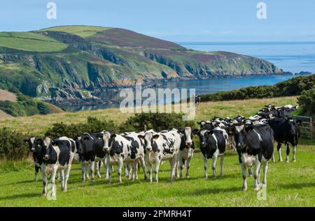 Bovins domestiques, vaches laitières de type Holstein de type Friésien, troupeau debout dans un pâturage côtier, Port Soderick, île de Man Banque D'Images