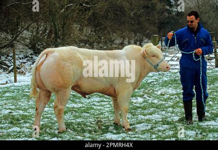 Bovins domestiques, veau de taureau bleu belge, debout dans la neige avec un fermier, Cumbria, Angleterre, Royaume-Uni Banque D'Images