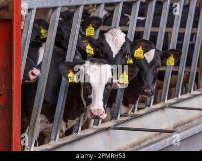 Bovins domestiques, veaux laitiers Holstein, avec étiquettes d'oreille, à la barrière alimentaire, Preston, Lancashire, Angleterre, Royaume-Uni Banque D'Images