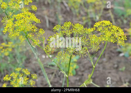 Dans le terrain ouvert dans le jardin pousse l'aneth (Anethum graveolens) Banque D'Images