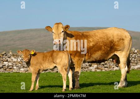 Bovins domestiques, vache et veau Blonde d'Aquitaine, debout dans un pâturage près du mur de pierre sèche, Cumbria, Angleterre, Royaume-Uni Banque D'Images