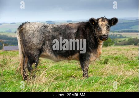 Bovins domestiques, Galloway x génisse de race blanche, génisse bleu-gris de rivage, debout sur un pâturage de montagne, Angleterre, Royaume-Uni Banque D'Images