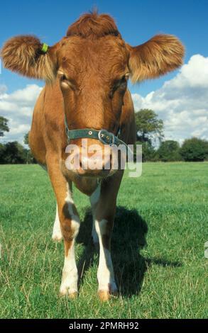 Bovins domestiques, vache Guernesey, debout dans le champ Banque D'Images