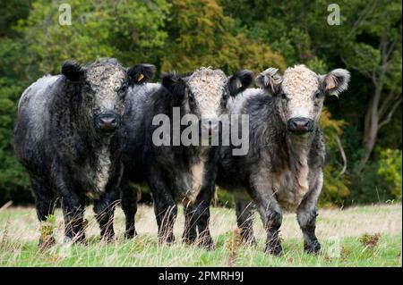 Bétail domestique, Galloway x race blanche, steers bleu-gris de shorthorn, debout sur les pâturages des hautes terres, Angleterre, Royaume-Uni Banque D'Images