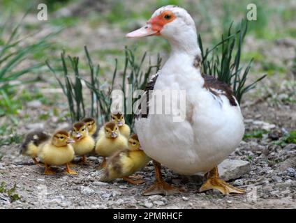 Une femelle de canard musqué (Cairina moschata) avec sa couvée de deux jours. Banque D'Images