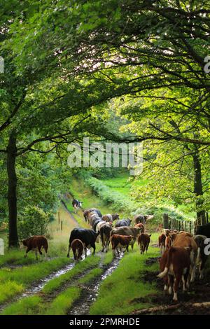 Bovins domestiques, vaches et veaux, troupeau de vaches allaitantes biologiques, marche sur les chemins forestiers, Powys, pays de Galles, Royaume-Uni Banque D'Images