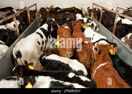 Bovins domestiques, veaux croisés, dans le marché de l'élevage, Leek Auction Mart, Staffordshire, Angleterre, Grande-Bretagne Banque D'Images