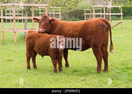 Bovins domestiques, vache et veau Red Ruby Devon, debout sur les pâturages, Exeter, Devon, Angleterre, Royaume-Uni Banque D'Images