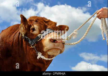 Bovins domestiques, taureau Limousin, gros plan de la tête, sur le halter du gardien, Angleterre, Royaume-Uni Banque D'Images