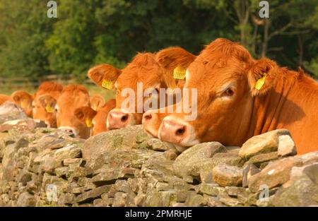 Bovins domestiques, génisses pédigrée de Limousin, troupeau regardant sur le mur de pierre, comté de Durham, Angleterre, Royaume-Uni Banque D'Images