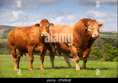 Bovins domestiques, Limousin, taureau pedigree 'Haltcliffe Vermount', taureau de bœuf au prix record mondial, avec vache, debout dans un pâturage sur une ferme de colline Banque D'Images