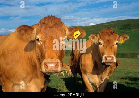 Bovins domestiques, vaches Limousin en champ, gros plan des têtes, Dumfrieshire, Écosse, Royaume-Uni Banque D'Images