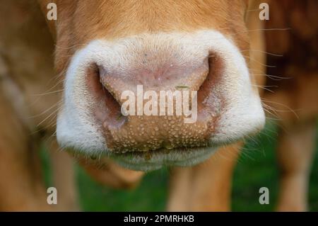 Bovins domestiques, vache Limousin, gros plan du museau et du nez, Cumbria, Angleterre, Royaume-Uni Banque D'Images