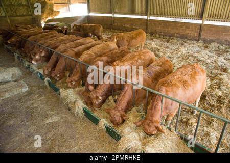 Bovins domestiques, Limousin, troupeau, vaches se nourrissant de foin à l'intérieur du bâtiment, Angleterre, Royaume-Uni Banque D'Images