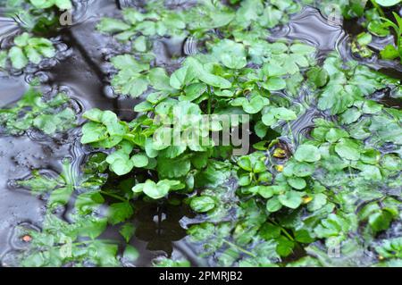 Le nasturtium officinale pousse dans la nature au bord du réservoir Banque D'Images