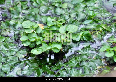 Le nasturtium officinale pousse dans la nature au bord du réservoir Banque D'Images