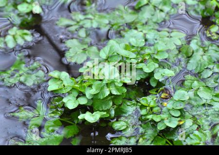 Le nasturtium officinale pousse dans la nature au bord du réservoir Banque D'Images