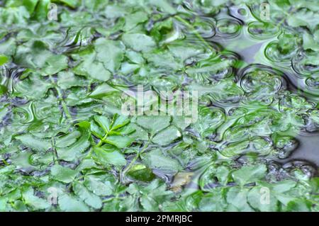 Le nasturtium officinale pousse dans la nature au bord du réservoir Banque D'Images