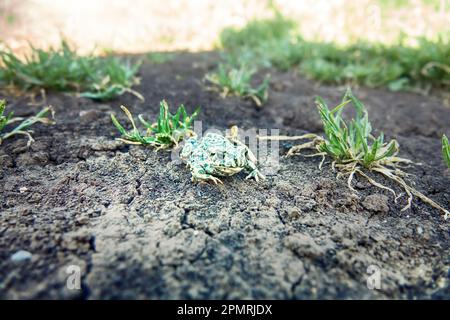 Un jeune crapaud vert européen (crapaud variable, Bufo viridis) sur terre sèche. Coloration assimilable (pas dans ce cas) et sécrétions toxiques sur la peau. Op Banque D'Images
