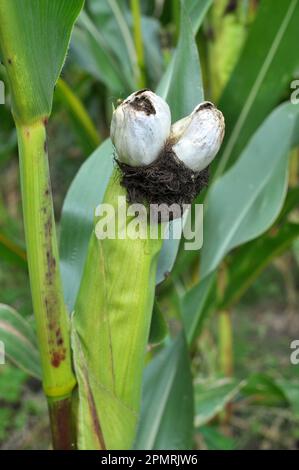 Plante de maïs malade affectée par le champignon Ustilago zeae Unger Banque D'Images