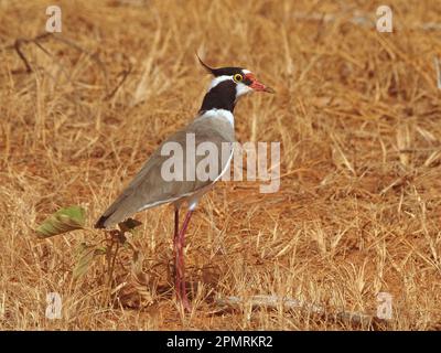 lapette à tête noire ou pluvier à tête noire ( Vanellus tectus) avec crête et œil jaune dans un broussailles dorées sèches de la province de Galana, Kenya, Afrique Banque D'Images