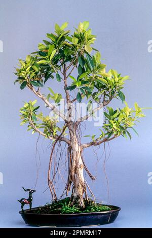 Bonsai (Ficus microcrapa panda) Banyan chinois, Banyan malayan, Laurier indien, figue à rideaux, gajumaru, Découvrez le style banyan, Inde, Asie Banque D'Images