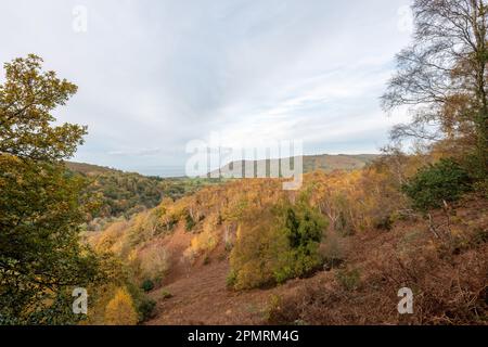 Photo de paysage les couleurs d'automne à Horner Woods dans le parc national d'Exmoor Banque D'Images
