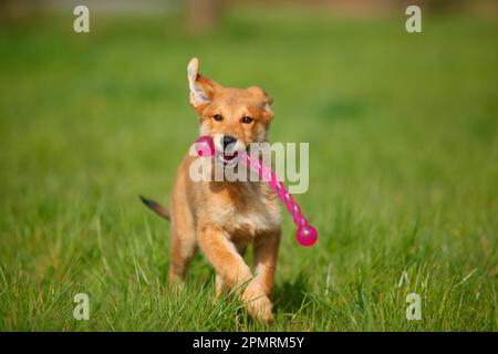 Renard Harzer, chiot, 3 mois Banque D'Images