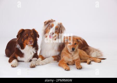 Bergers australiens, mâles, rouge-tri et rouge-merle, et renard Harzer, chiot, 3 mois Banque D'Images