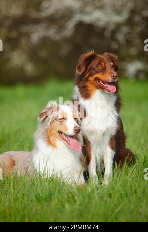 Bergers australiens, Red-tri et Red-merle Banque D'Images