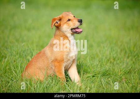 Renard Harzer, chiot, 3 mois Banque D'Images