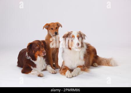 Bergers australiens, mâles, rouge-tri et rouge-merle, et renard Harzer, chiot, 3 mois Banque D'Images