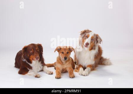 Bergers australiens, mâles, rouge-tri et rouge-merle, et renard Harzer, chiot, 3 mois Banque D'Images