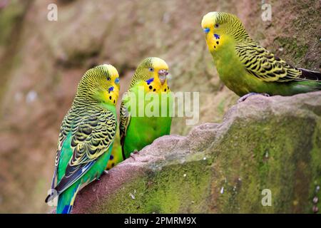 Budgerigar (Melopsittacus undulatus), captif Banque D'Images