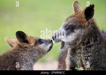 Bennett (Macropus rufogriseus wallaby's) Banque D'Images