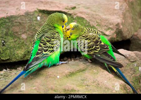 Budgerigar (Melopsittacus undulatus), captif Banque D'Images