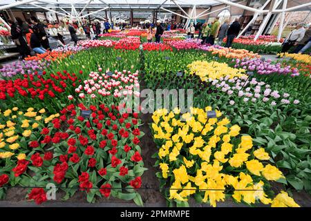 Pays-Bas, Lisse, Keukenhof, tulipes en fleurs au Pavillon Willem Alexander, pays-Bas Banque D'Images