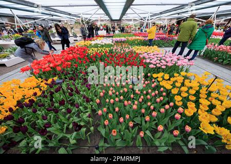 Pays-Bas, Lisse, Keukenhof, tulipes en fleurs au Pavillon Willem Alexander, pays-Bas Banque D'Images