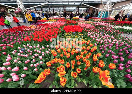 Pays-Bas, Lisse, Keukenhof, tulipes en fleurs au Pavillon Willem Alexander, pays-Bas Banque D'Images