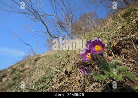 Fleur de Pasque commune (Pulsatilla vulgaris) Parc naturel du Haut-Danube, Bade-Wurtemberg, Allemagne Banque D'Images