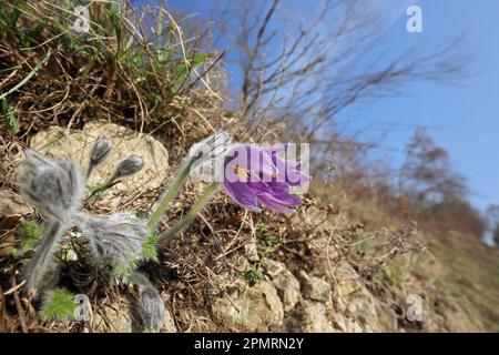 Fleur de Pasque commune (Pulsatilla vulgaris) Parc naturel du Haut-Danube, Bade-Wurtemberg, Allemagne Banque D'Images