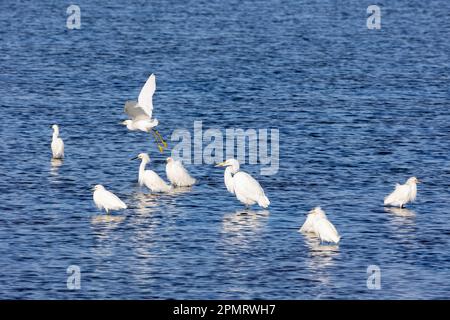 Sept Egrets enneigés et un Grand Egret Banque D'Images