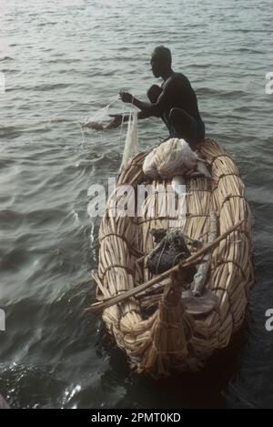 Afrique, Tchad, îles du lac Tchad. Pêcheur Kanembu en canot en roseau de papyrus enlevant le poisson du filet de nylon (introduit dans les années 1950) Banque D'Images