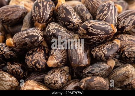 Graines de ricin et fruits biologiques - Ricinus communis Banque D'Images