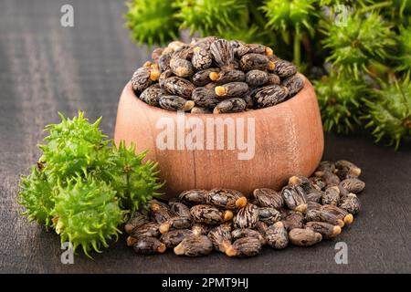 Graines de ricin et fruits biologiques - Ricinus communis Banque D'Images