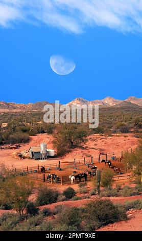 Chevaux dans le corral avec la lune se levant dans le désert de Sonora Banque D'Images