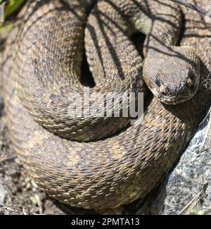 Rattlesnake du Pacifique Nord au début du printemps. Réserve Pearson-Arastradero, comté de Santa Clara, Californie, États-Unis. Banque D'Images