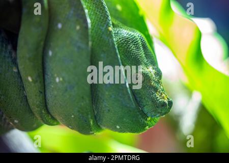 Le python vert (Morelia viridis) est une espèce de serpent de la famille des Pythonidae, un serpent vert vif vivant généralement dans les arbres. Banque D'Images