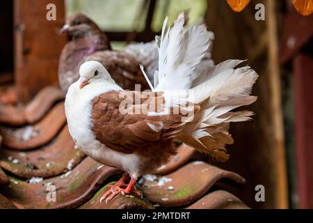 La queue de Fantail est une race populaire de pigeon fantaisie, elle se caractérise par une queue en forme de éventail composée de 30 à 40 plumes. Banque D'Images